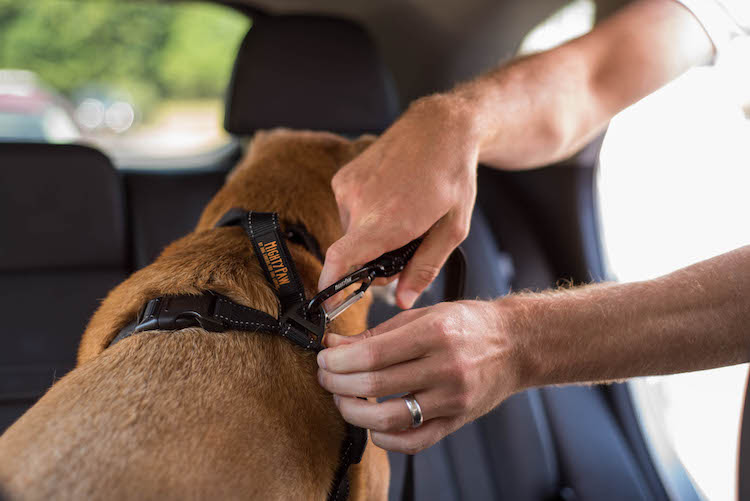 it's safest to use a dog seat belt in combination with a dog car harness