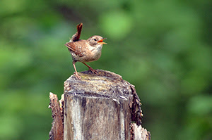 A winter wren photographed in Delta County is shown.