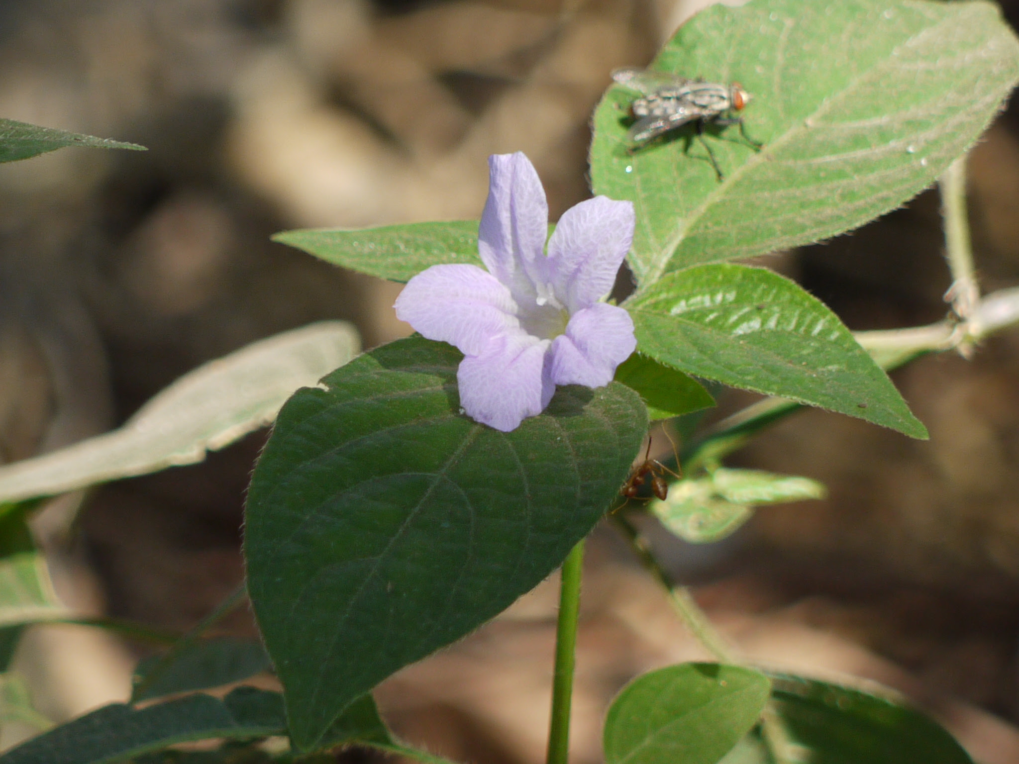 Ruellia prostrata Poir.