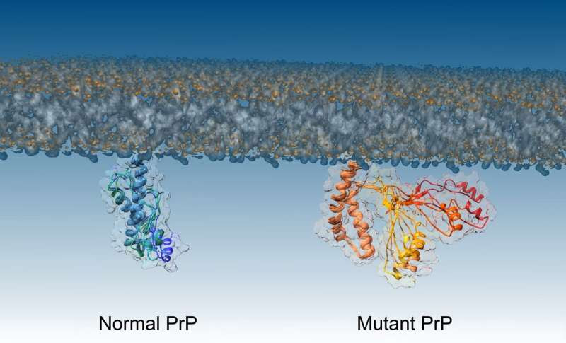 Crucial step in formation of deadly brain diseases discovered