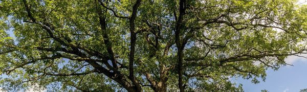 Arbor Day banner