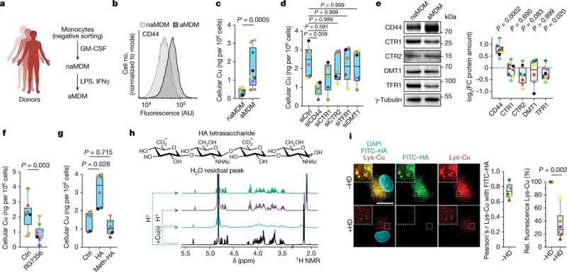 Inflammation and cancer: Identifying the role of copper paves the way for new therapeutic applications