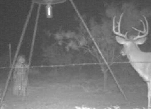little Indian girl ghost....Picture taken with a motion activated camera....The deer even sees her.....