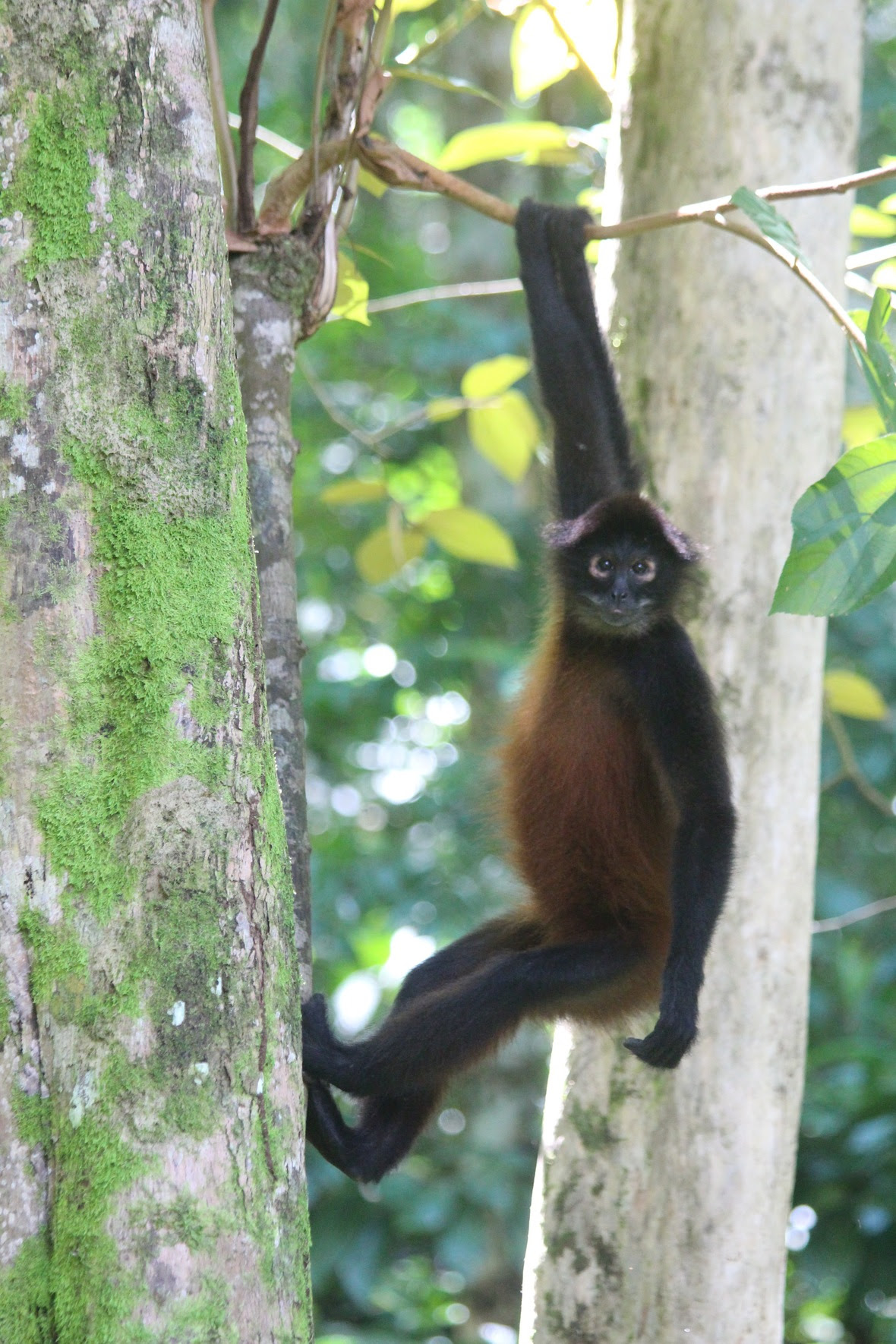 Wild male spider monkey