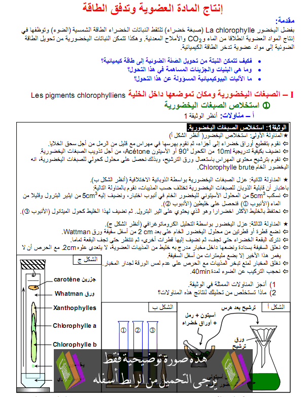 درس علوم الحياة والأرض: انتاج المادة العضوية وتدفق الطاقة – الأولى باكالوريا علوم تجريبية Tadafok-ataka