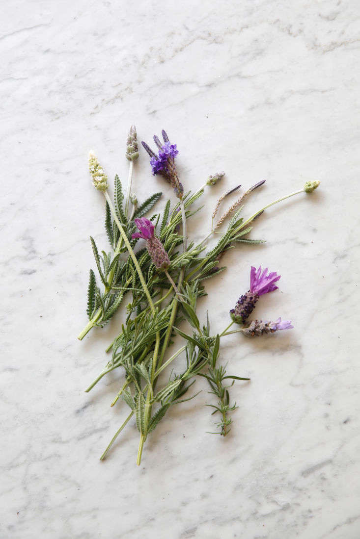 Pick a posey. In this jumble are the five happiest lavenders in my garden: Lavandula pinnata var. buchii, L. dentata, L. dentata candicans, L. dentata ‘Blanc Dentelle’, and L. stoechas.