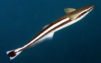 Whitefin sharksucker