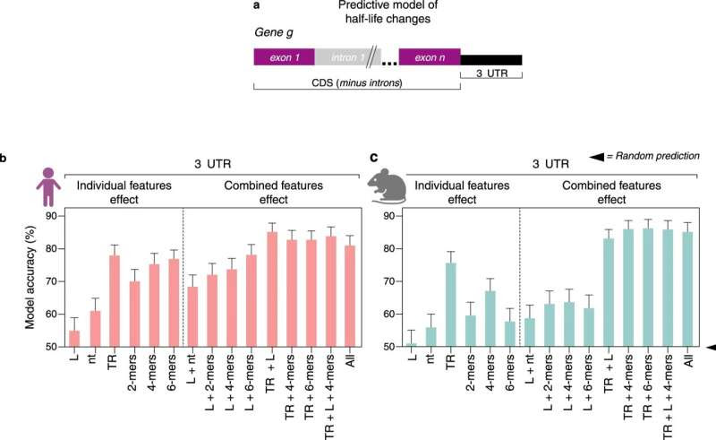 Cellular 'cruise control' system safeguards RNA levels in Rett syndrome nerve cells