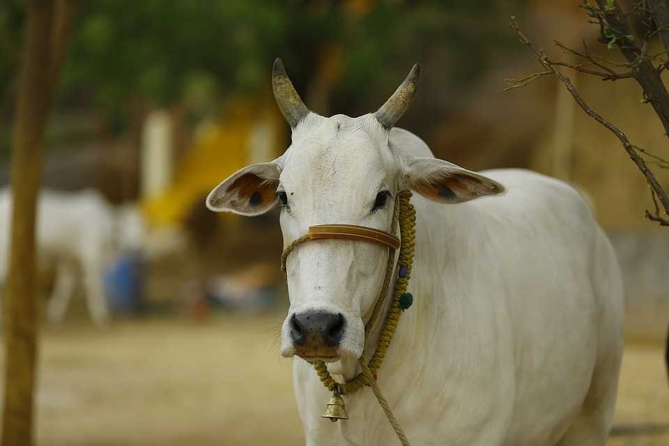 Indian cow, facts about india