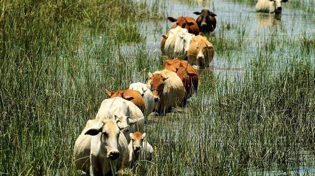 Hunger pangs Cows wading through the flood waters in search of fresh grass in Morigaon district of Assam on Friday. There has been a severe shortage of fodder for the animals after the floods. 