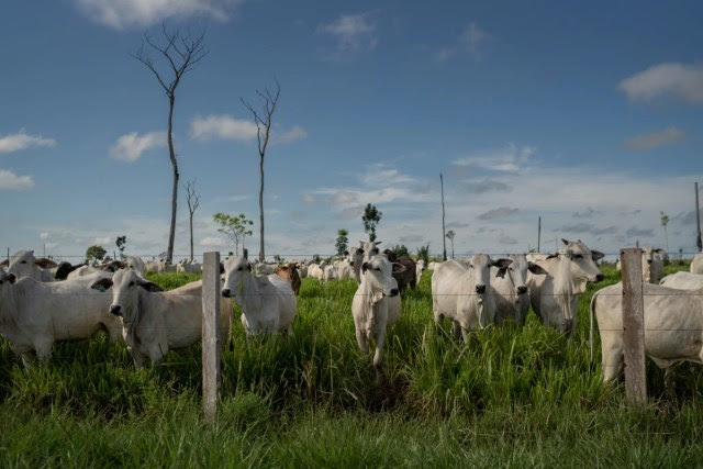 Cabeças de gado pastam em área verde na Amazônia