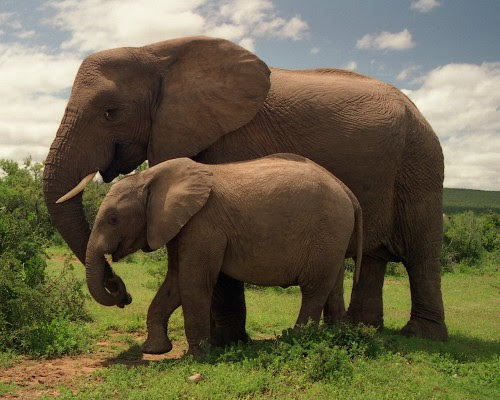 Thời kỳ mang thai của voi gần hai năm, dài nhất khi so sánh với các loài động vật có vú. Voi cũng là con vật trên cạn có bộ não lớn nhất, vì vậy chúng rất thông minh.