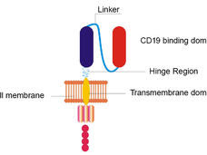 Structure of chimeric antigen receptor