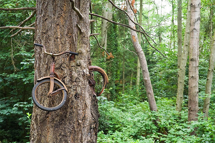 Велосипед на дереве дерево, живучесть, жизнь, мир, планета, растительность, фото