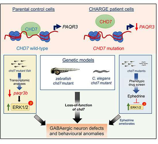 Treating neurological symptoms of CHARGE syndrome