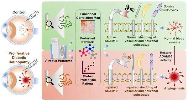 Study discovers novel therapeutic target to advance the treatment of diabetic eye diseases