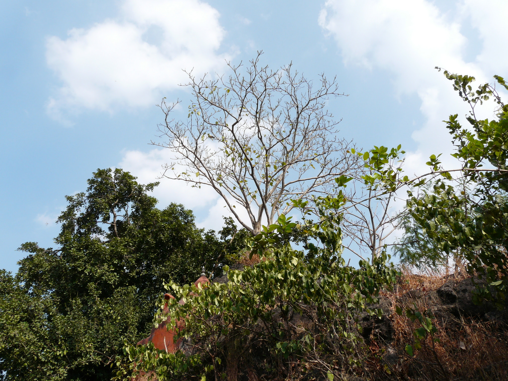 Ficus arnottiana (Miq.) Miq.