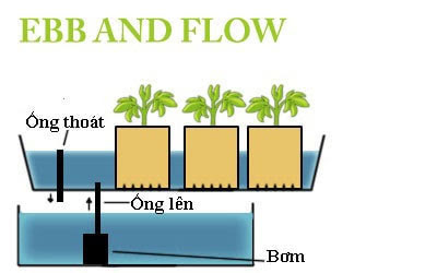 Hệ thống trồng rau thủy canh hồi lưu
