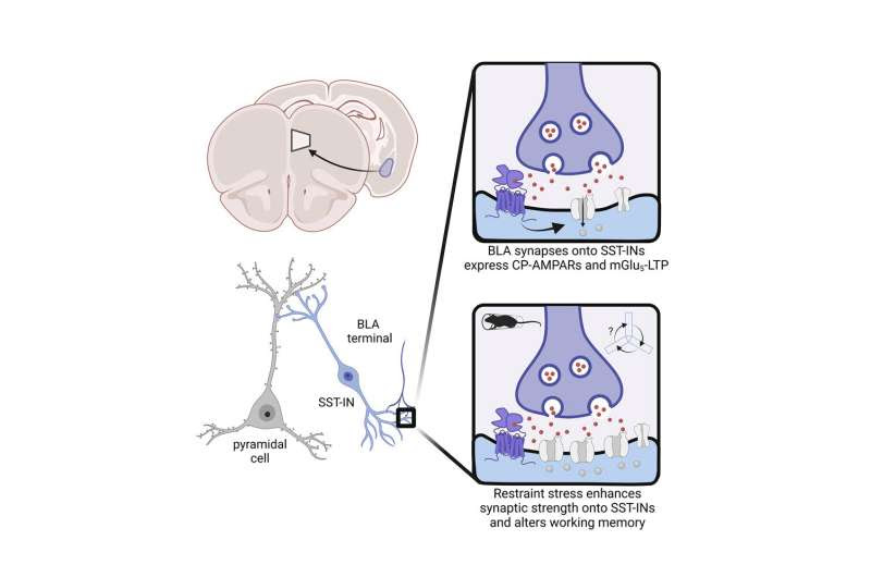 Understanding the molecules and brain circuits recruited by stressful experience