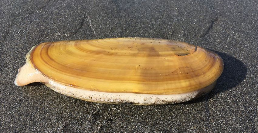 a single razor clam on sand