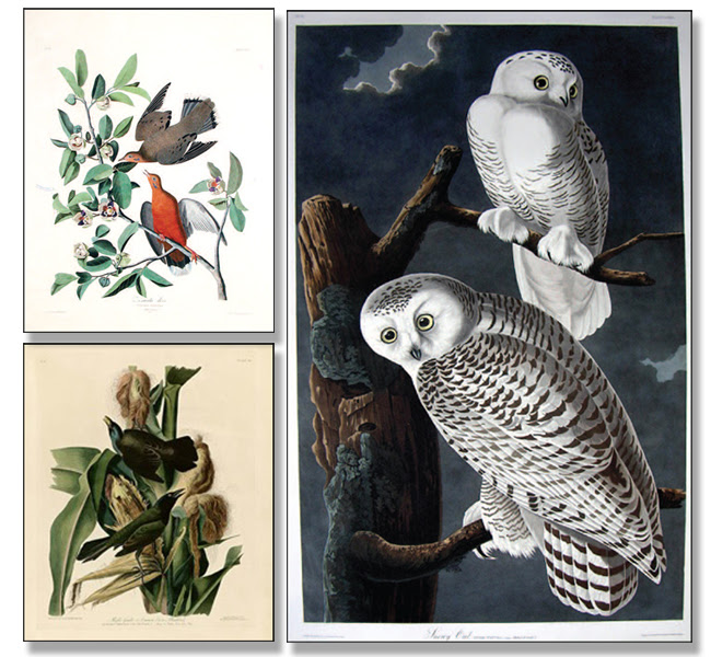 Collage of Audubon prints