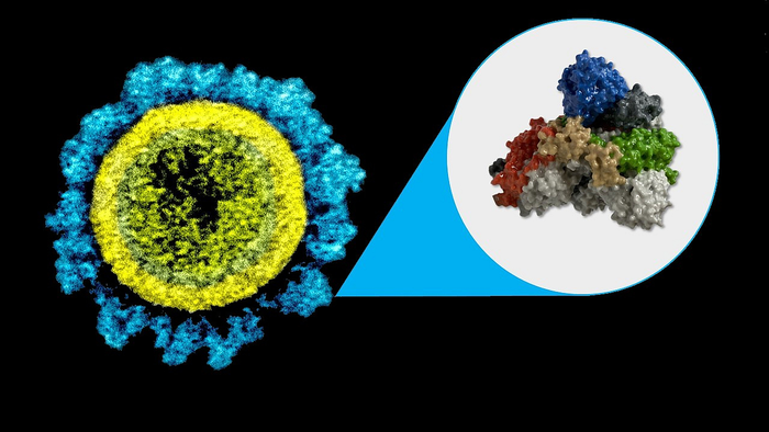 SARS-CoV-2 particle with its spike proteins