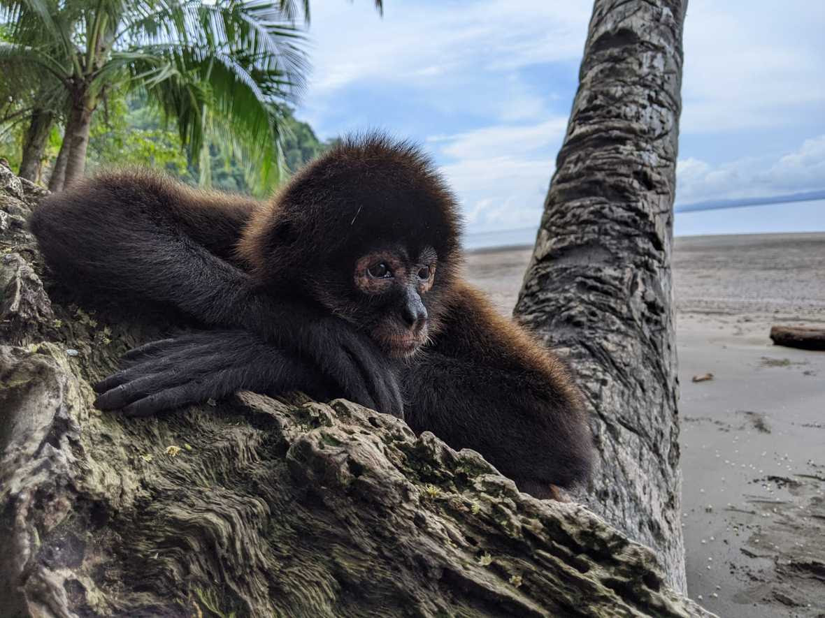 Spider monkey resting head on hands on tree on beach