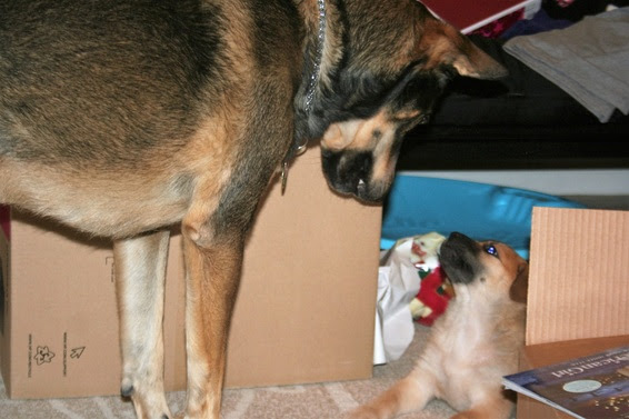 Prancer7 Prancer7
