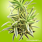 Houseplant411