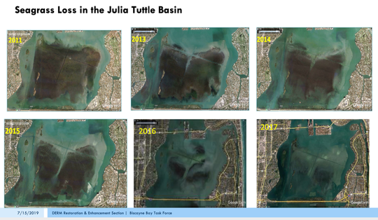 Seagrass loss in the Julia Tuttle Basin.