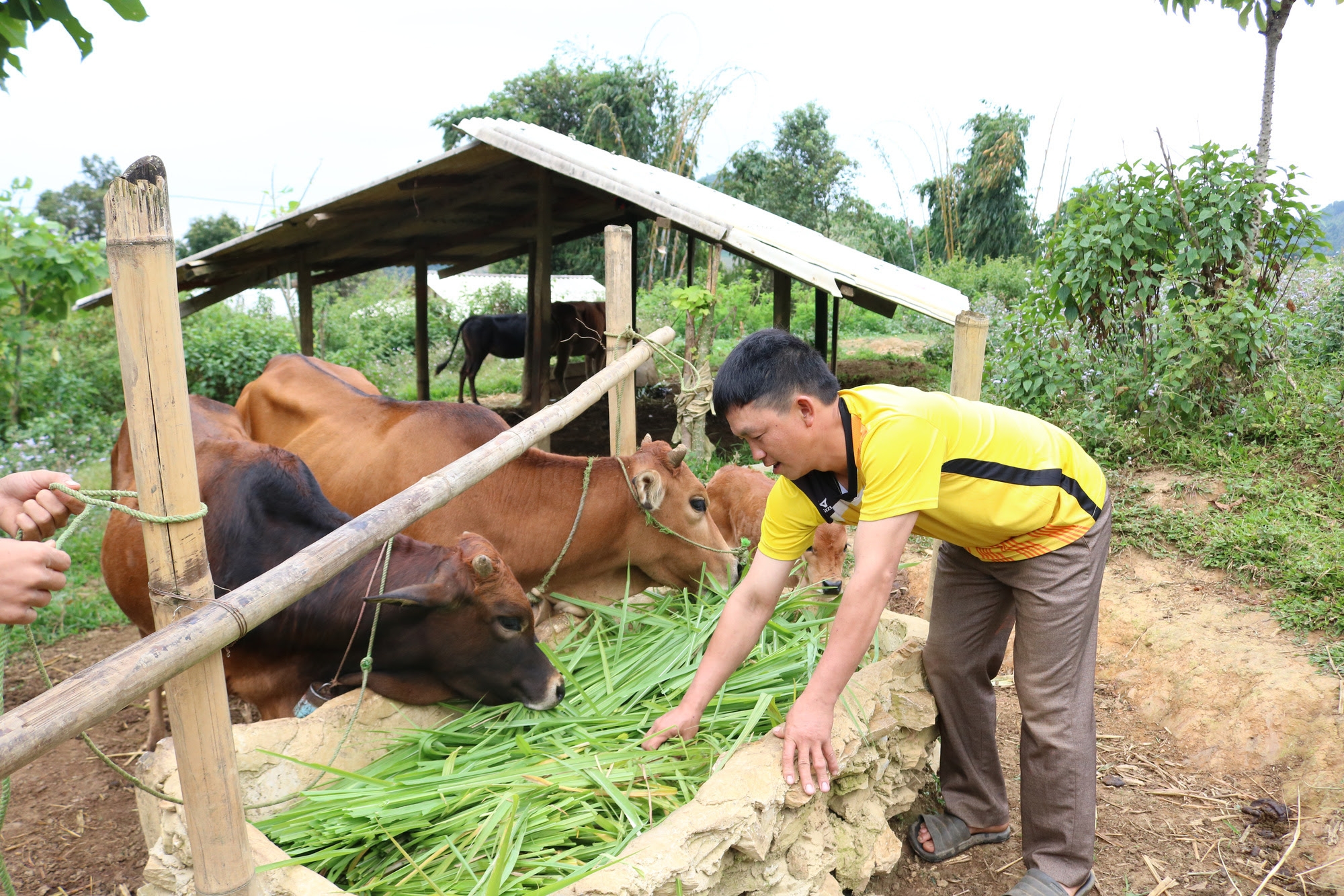 Nông thôn Tây Bắc: Thay đổi tập quán chăn nuôi, phòng chống đói rét cho trâu bò - Ảnh 6.