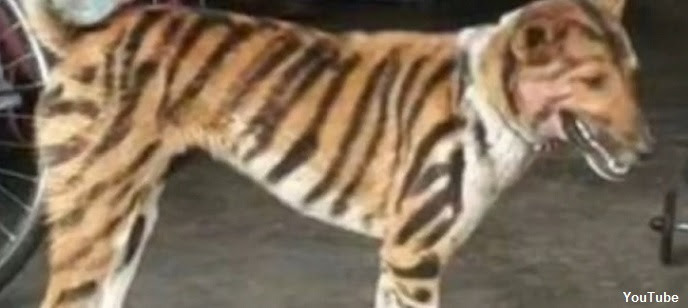 Tiger Dog