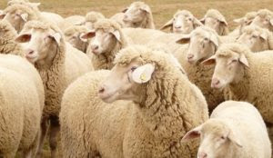 Italy: Muslim migrants slaughter sheep in a parking lot