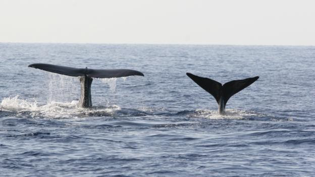 (Credit: Dominica Sperm Whale Project)