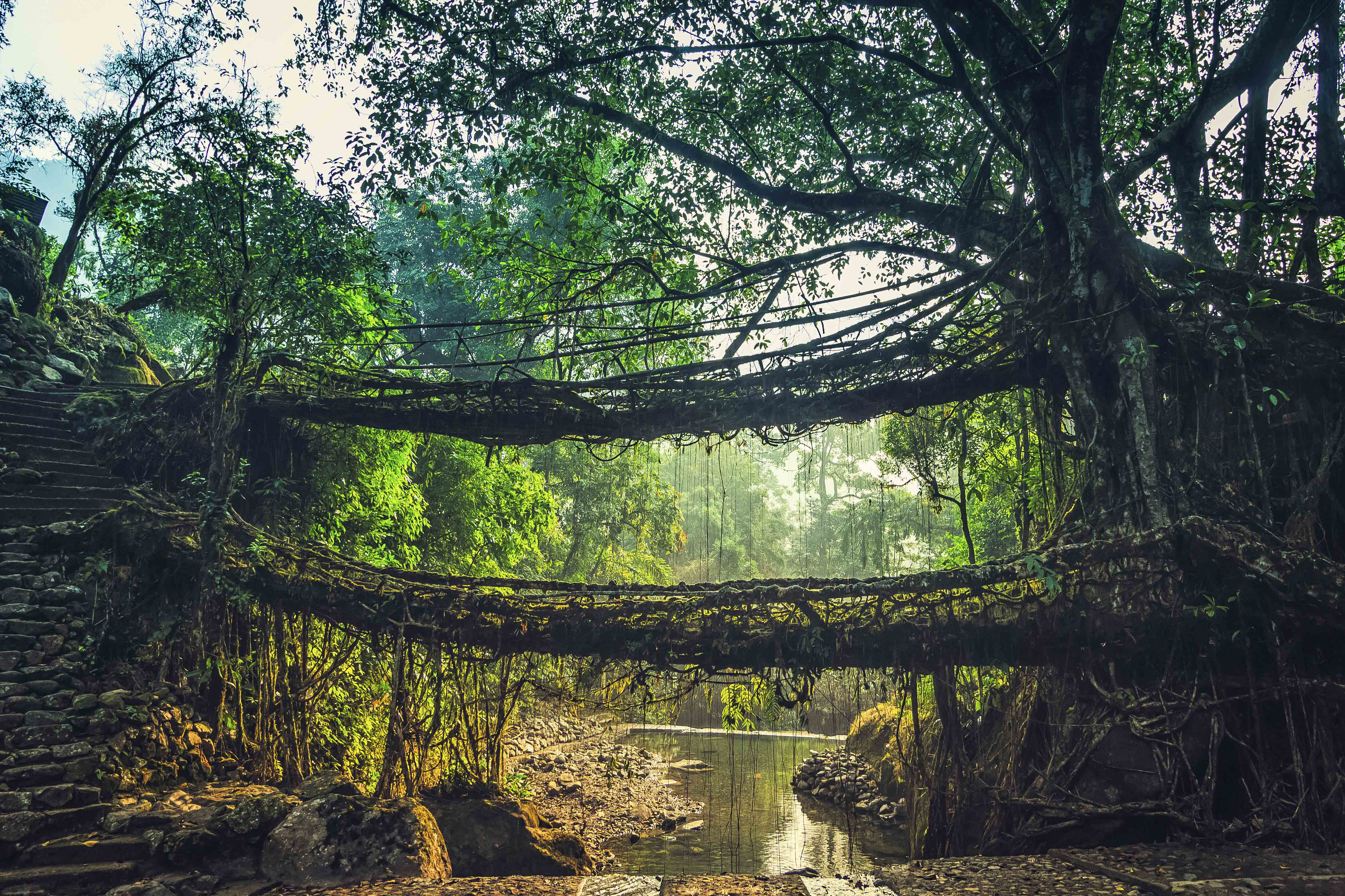 Một cây cầu trưởng thành trong điều kiện lý tưởng có thể tồn tại hàng trăm năm. (Ảnh: Abhijeet Khedgikar/ Shutterstock)