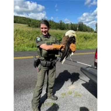ECO wearing thick gloves holds large injured bald eagle