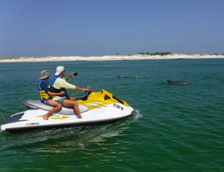 Jet Ski Dolphin Tour Dolphin tours, Pensacola beach, Laguna beach bars