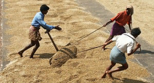 india entre os maiores produtores de cafes do mundo india entre os maiores produtores de cafes do mundo