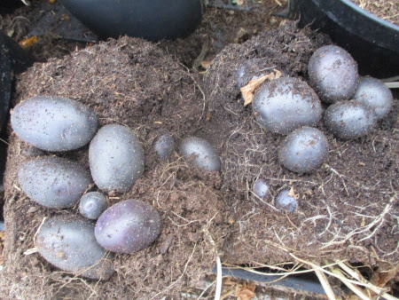 Blaue Anneliese potatoes grown in 3 litre pots of peat-free compost oustide until serious frost threatened