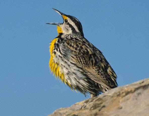 meadowlark