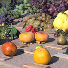 tavola delle varietà