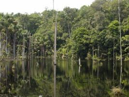 Pesquisa inédita estuda enriquecimento das florestas do Bioma Pantanal