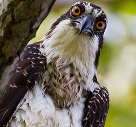 Osprey © François Portmann