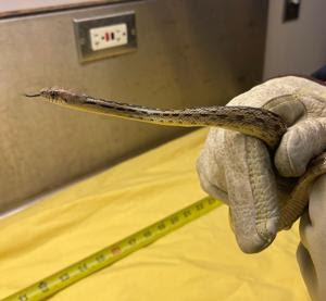 Experts warn public to stay vigilant about snakes