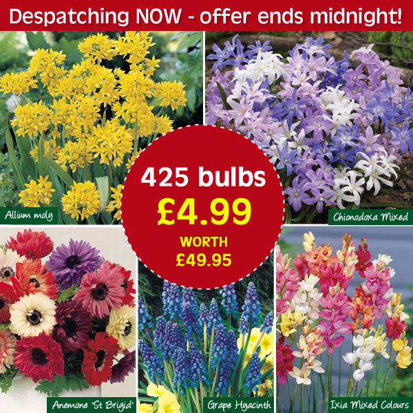 425 spring flowering bulbs NOW £4.99