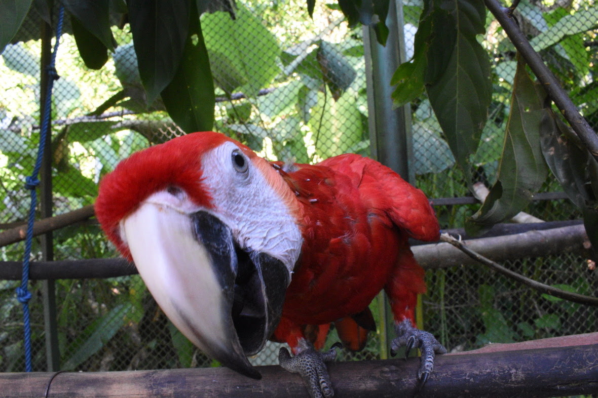 Young scarlet macaw peering into the camera