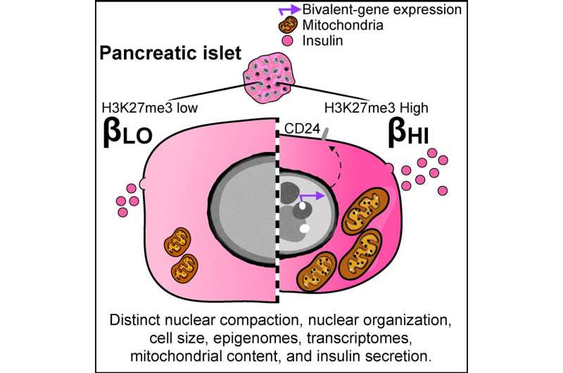 Researchers discover two subtypes of insulin-producing cells