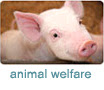 http://www.care2.com/causes/animal-welfare/