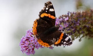Red admiral butterfly population soars 400% in UK as winters warm