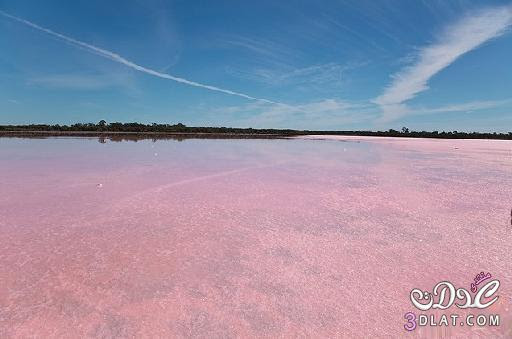 البحيرة الوردية في استراليا سبحان الخالق 3dlat.com_13980247772